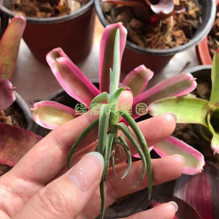 空气凤梨厚叶树猴duratiithickleaf懒人绿植