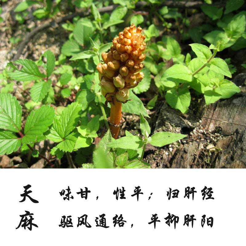 天麻长白山野生新鲜干货东北特产云南邵通天然天麻