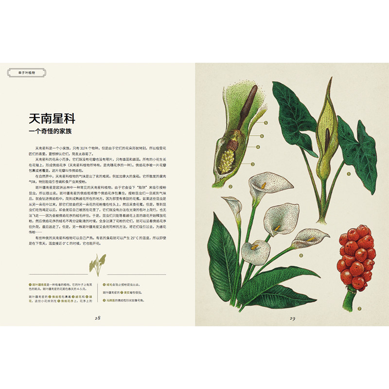 植物博物馆 [法]丽萨卡尼尔/著 正版书籍 新华书店旗舰店文轩官网