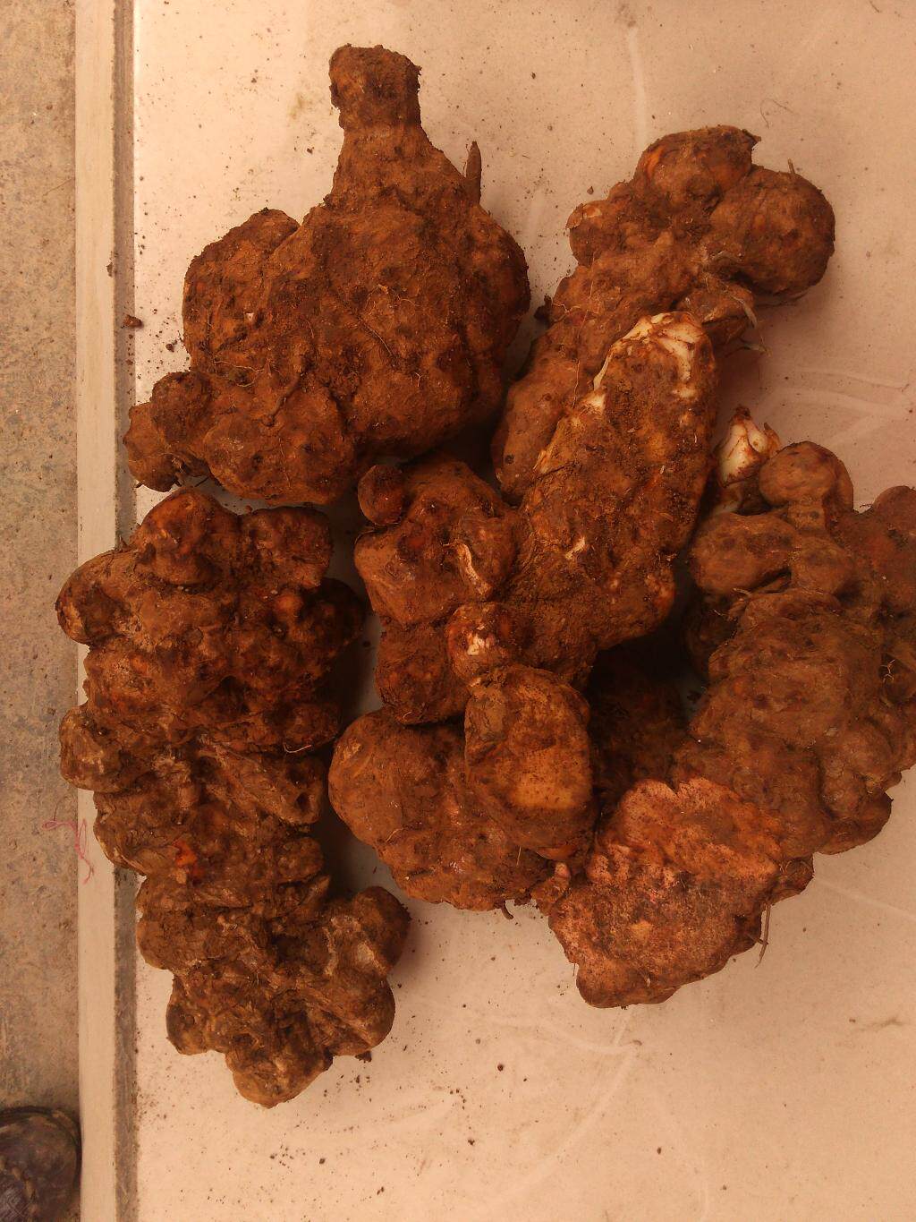 野生新鲜土茯苓 易发霉产品 满 10斤包邮 下单前联系我们 看货