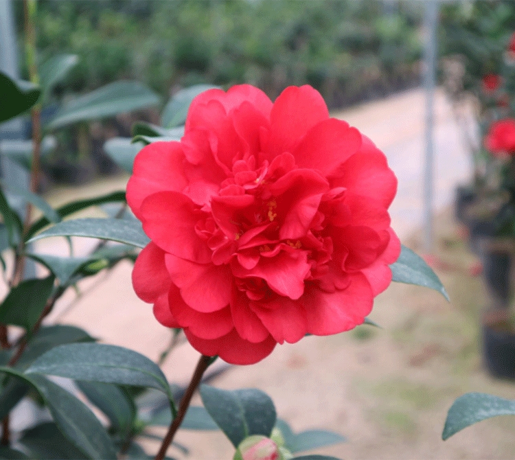四季茶花开花不断重瓣大红文清夏日七心盆栽花卉