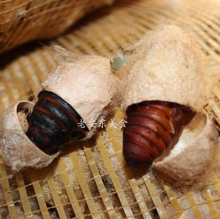 东北大新鲜蚕蛹鲜活柞蚕蛹蝉蛹茧蛹