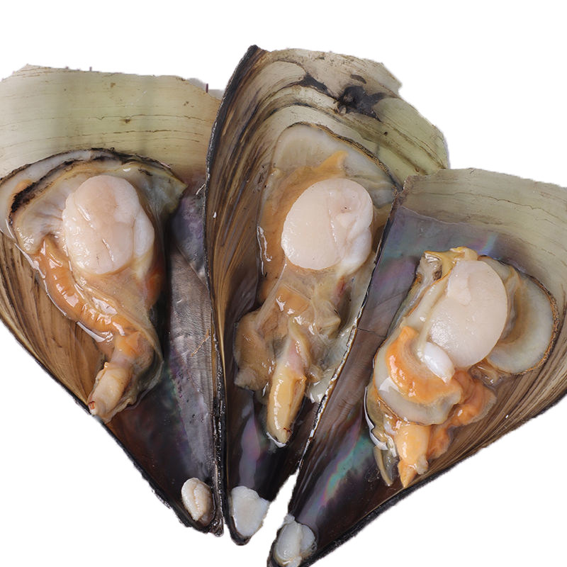 大连海鲜大号带子鲜活烧烤绿贝江瑶贝大个水产扇贝