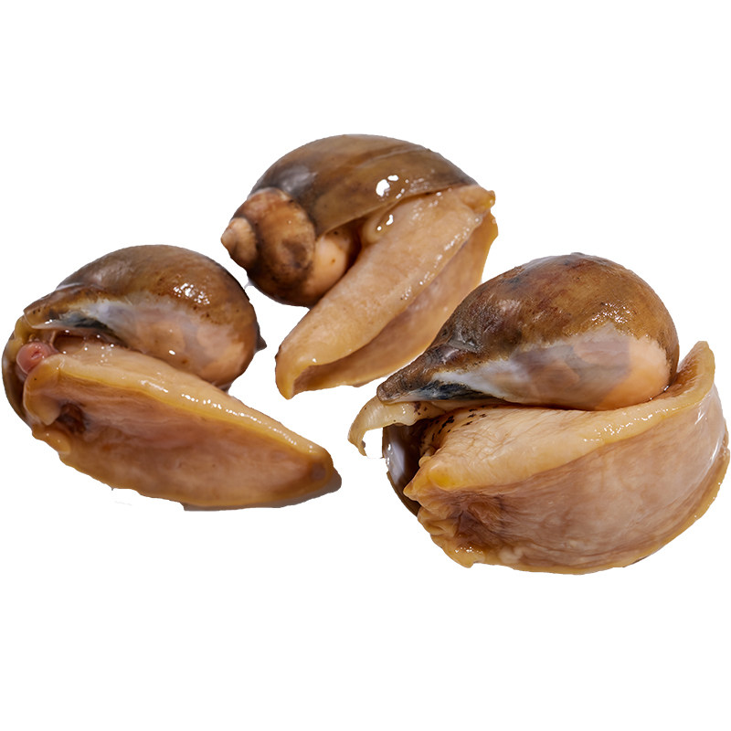 凡云生鲜 假鲍鱼鲜活老婆脚新鲜鲍螺3斤大连海蜗牛珍珠鲍海鲜水产