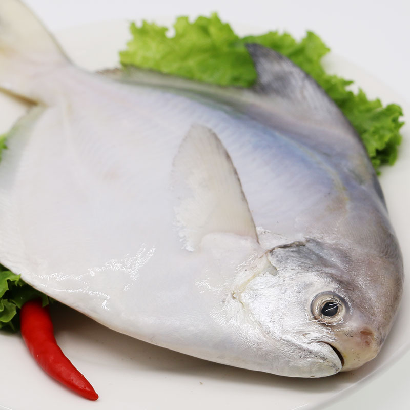 2条每条78两北京闪送新鲜平鱼冰鲜东海大白鲳鱼