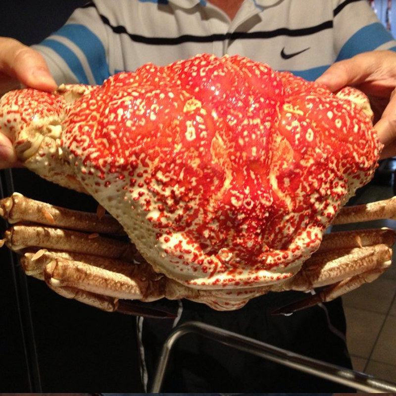 5斤起拍515斤可拍鲜活澳洲皇帝巨大拟滨活蟹帝王蟹