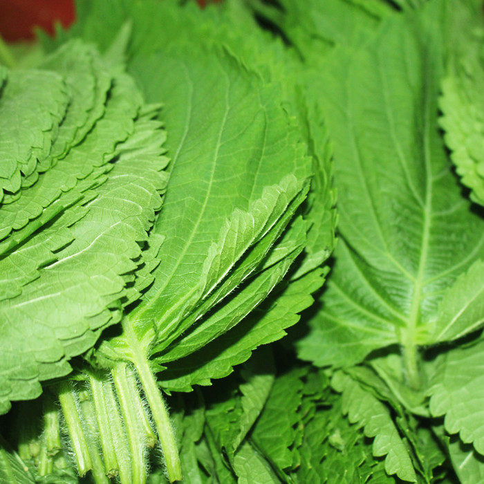 仅限北京闪送4050片新鲜紫苏叶苏子叶子叶日本料理寿司其它