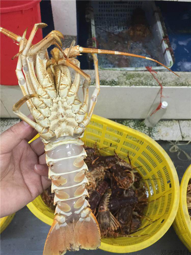 南非龙虾4-5两鲜活龙仔小澳龙刺身进口生猛海鲜活虾