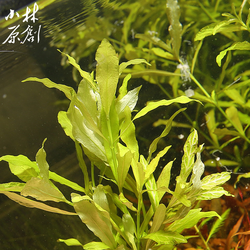 水草活体红丝青叶鱼缸造景入门净水后景粉色水草