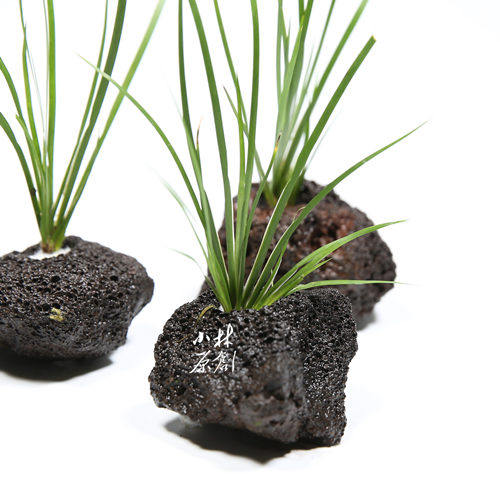 水草鱼缸造景定植淡水菖蒲半水全水种植阴性水草