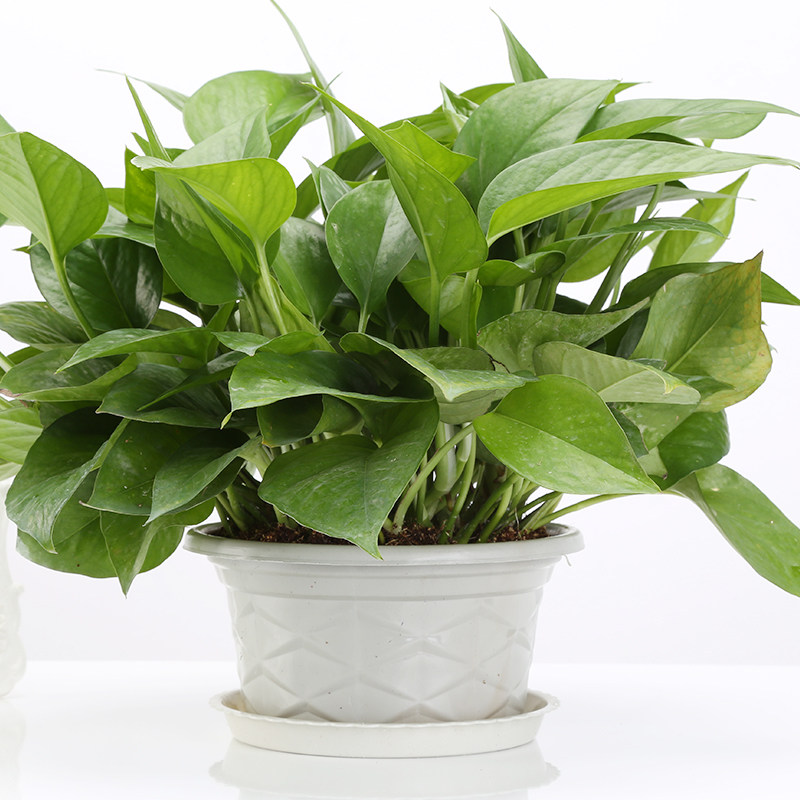 做到这5点绿萝会养好