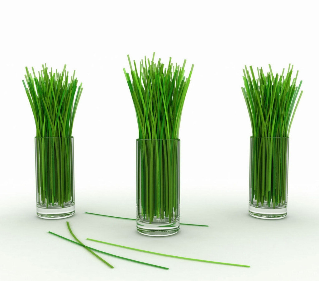 虾夷葱瑕夷葱西洋细葱chives小葱德国细香葱香草苗烹饪鲜叶盆栽