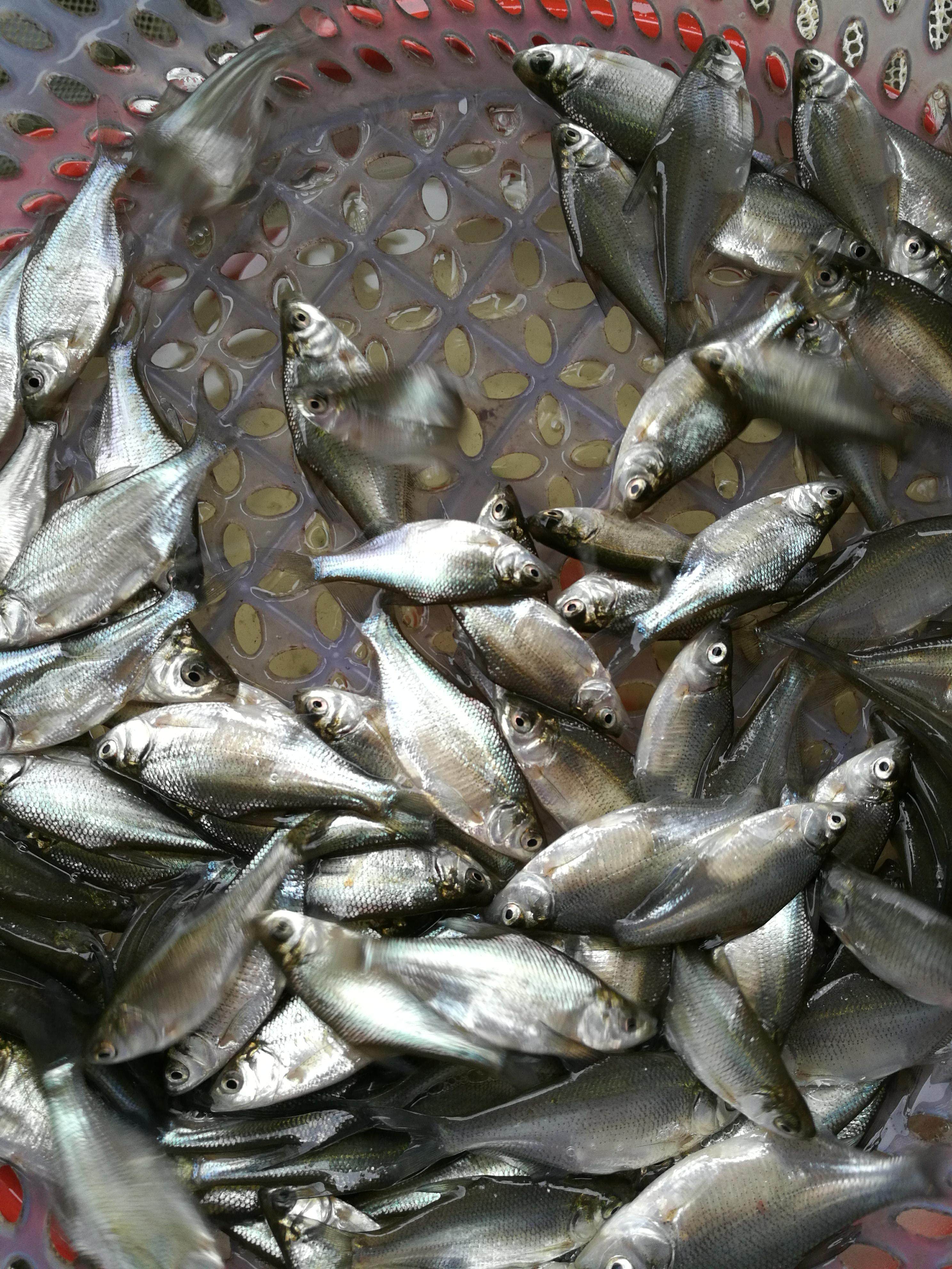 鱼苗武昌3-4cm4-6cm鳊鱼扁鱼团头鲂淡水养殖重庆永川鱼