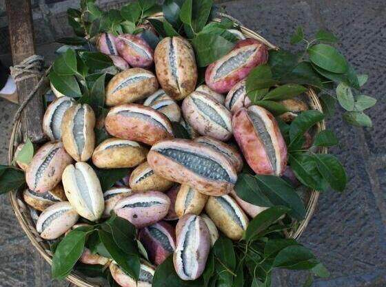 八月贵州毕节野生5斤新鲜当季时令水果九月其它