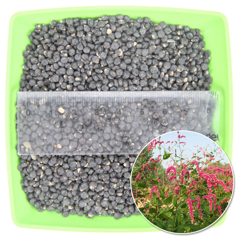 种子花卉红蓼红花耐湿水生水边河塘景观水景家庭园艺种子