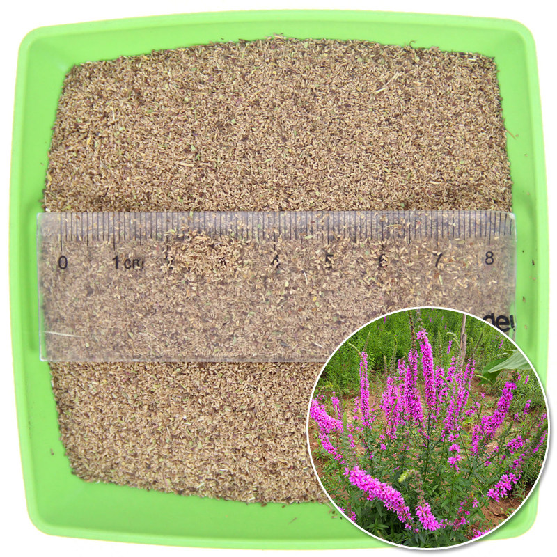 种子千屈菜种水枝多年生水生花卉水景园林造景家庭园艺种子