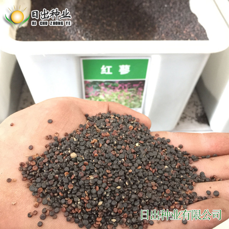 种子花卉红蓼红花耐湿水生水边河塘景观水景家庭园艺种子