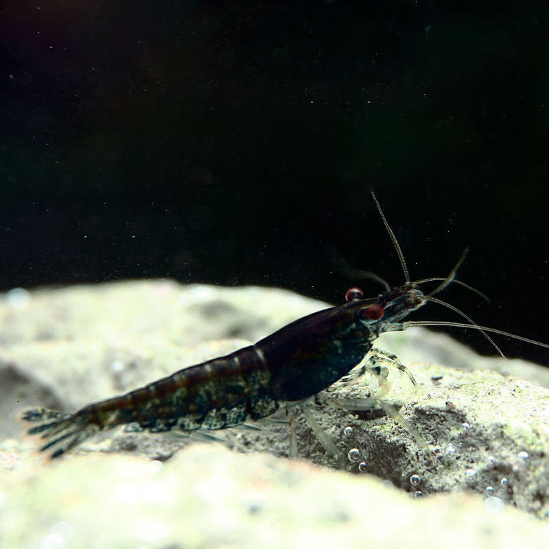 米虾观赏巧克力黑金刚宠物活体虾