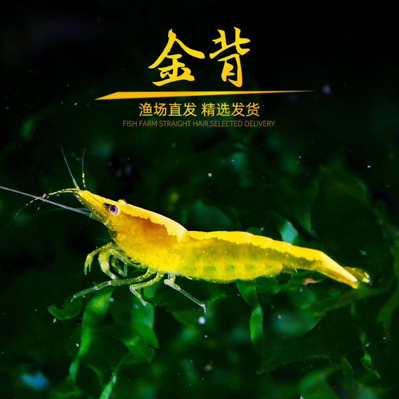 观赏活体金背黄金米宠物虾免邮可搭配水晶虾缸虾