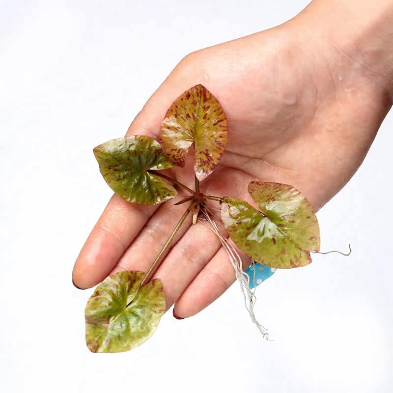 红虎睡莲1株水中中叶中景造景水晶虾用水草