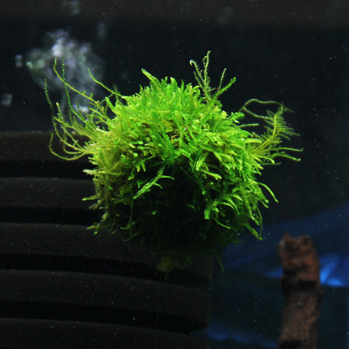 垂泪莫斯悬浮鱼缸虾缸活体水草造景套餐水藻水草