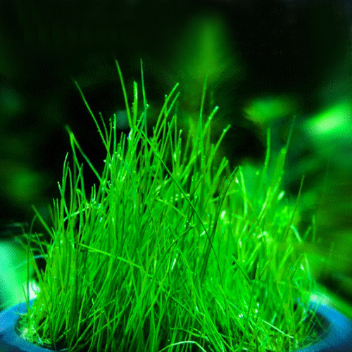 牛毛爱信水族毛草毛毡前景鱼缸水草造景水中水草