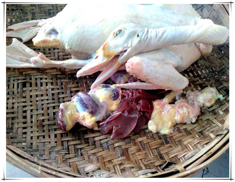 云南南普景东无量山哀牢山农家自然散养旱鸭子母鸭鸭肉