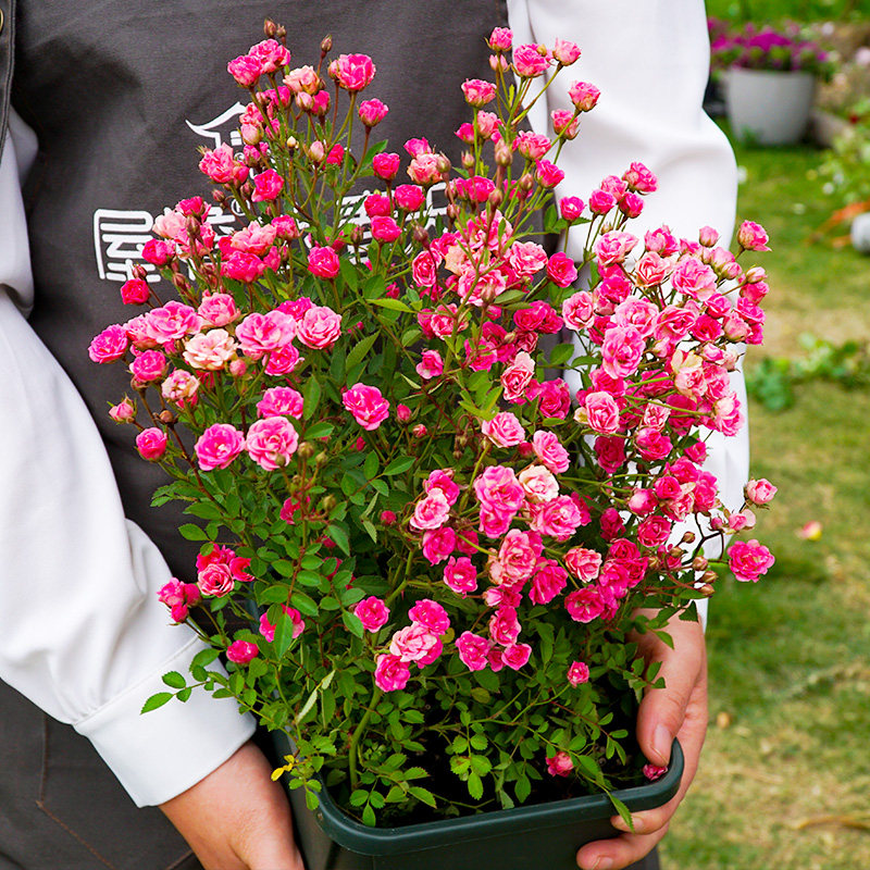 超微月季花苗盆栽迷你小花型月季阳台花园庭院迷你可爱微型玫瑰花