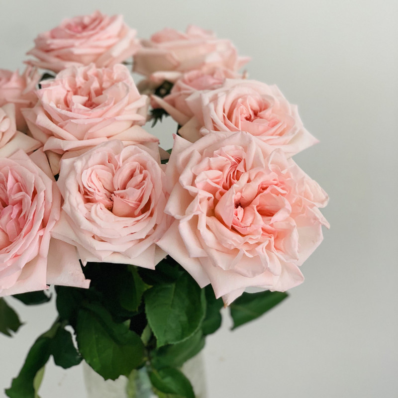 月季粉哈荔枝大花浓香盆栽花苗季节丰花灌木时令草本花卉