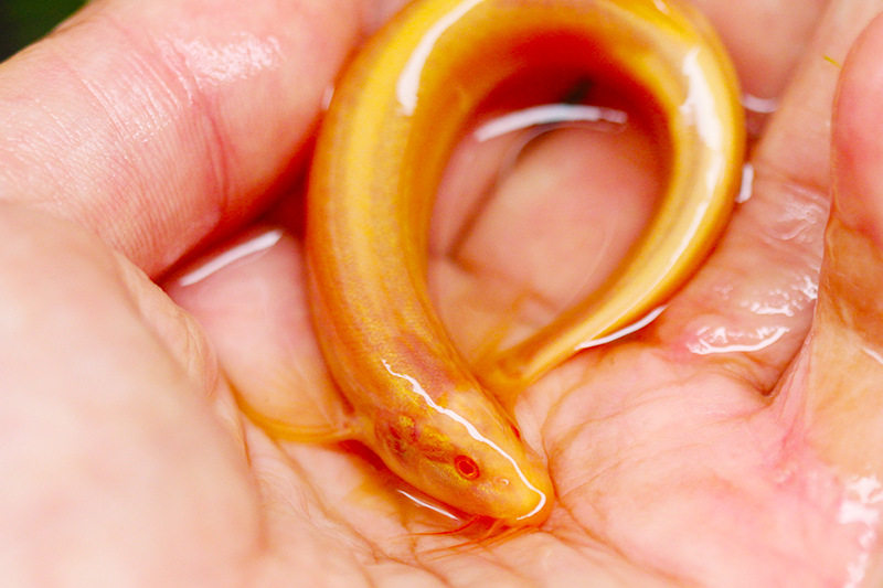 黄金清道夫金龙黄金泥泥鳅淡水鱼冷水好养活体观赏鱼鱼