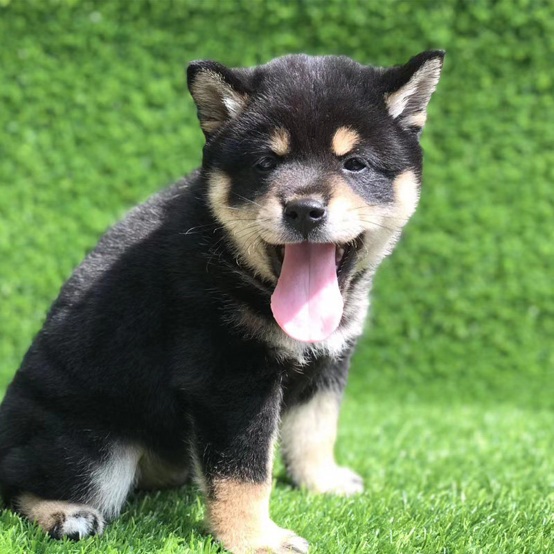 柴犬幼犬纯种日本秋田犬赤色黑色活体小狗幼崽狗狗