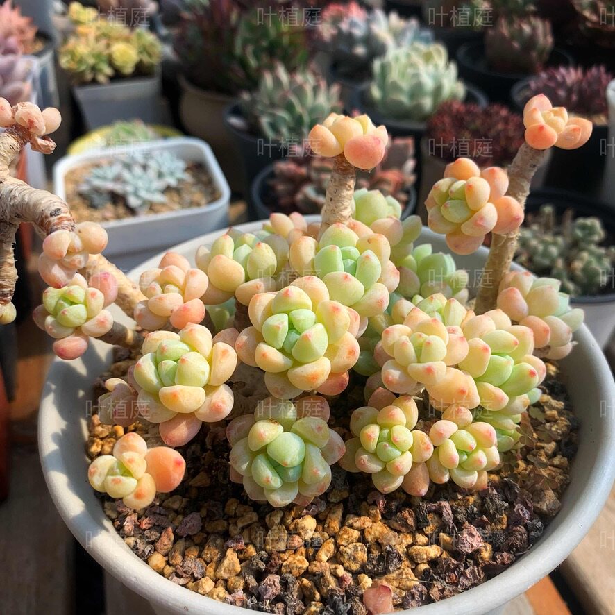 多肉植物罗琦多肉老桩一物一拍叶植庭云南多肉植物