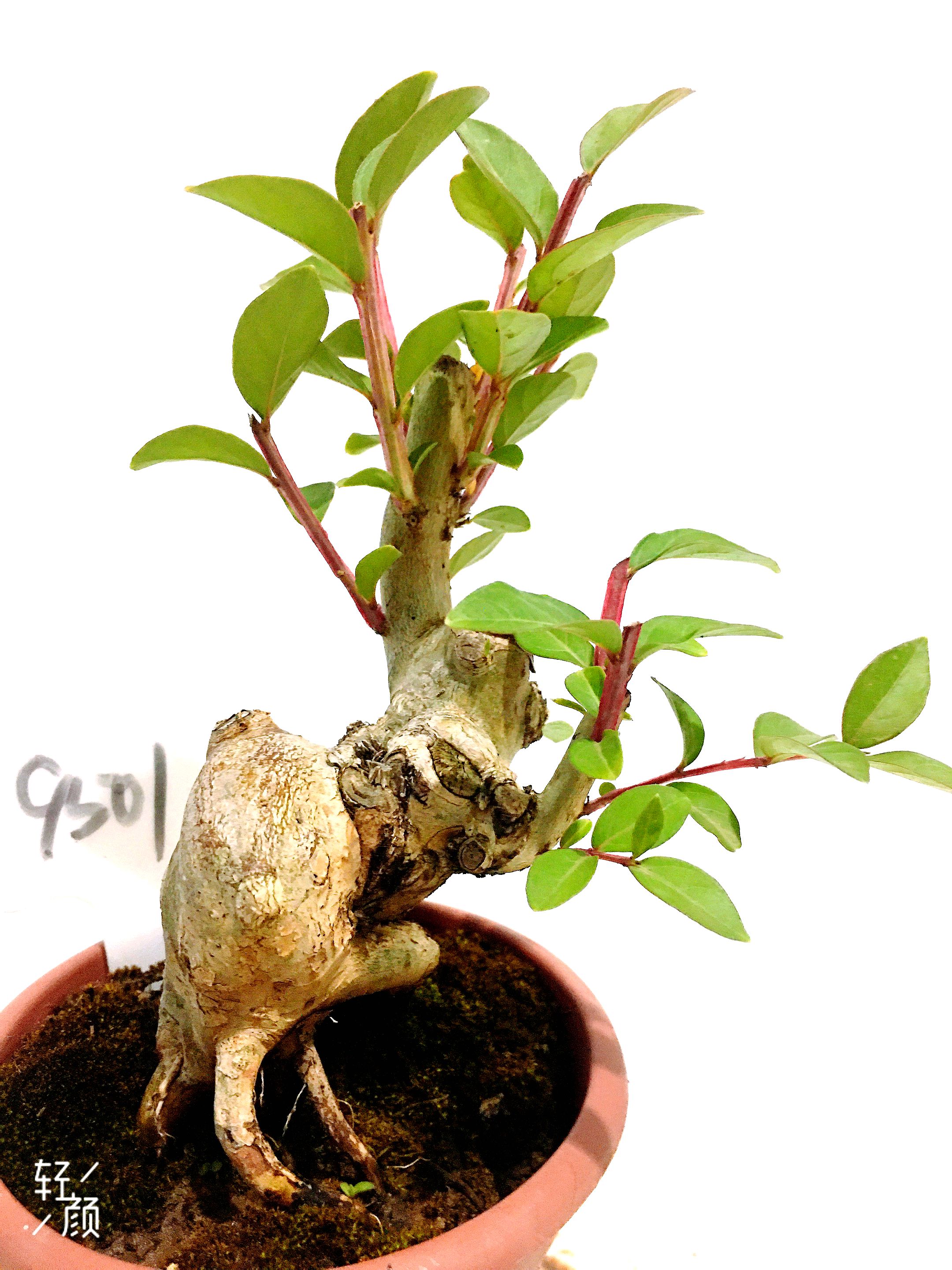 原生老桩熟桩紫薇小盆盆景进口矮霸室内绿植时令草本花卉