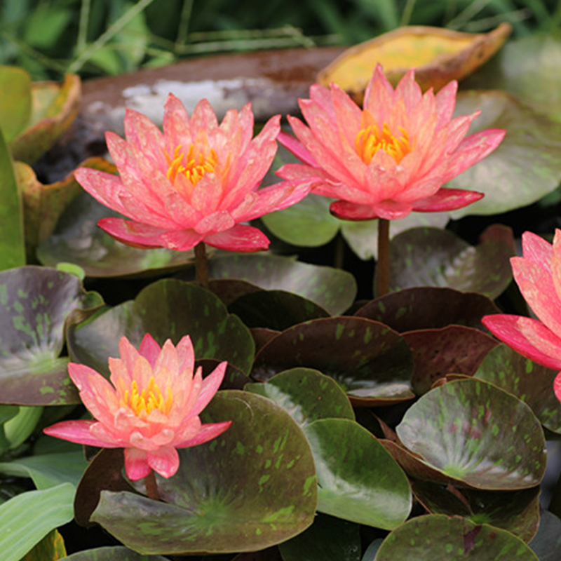 大睡莲根块 水生植物 池塘莲花 四季水生植物 水景