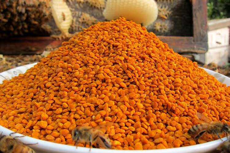 新鲜茶花粉喂蜂蜜蜂饲料茶叶花粉养蜂喂蜂花粉500克颗粒状包邮