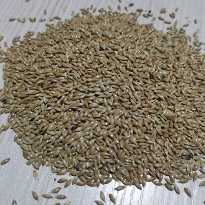 进口加纳鹦鹉食油尖粟白尖粟草庐籽鸟300g五份鸟食