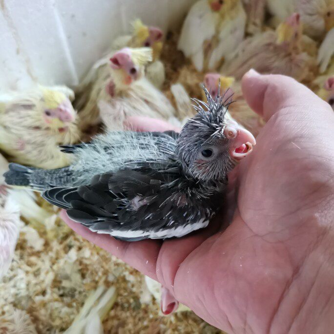 玄凤雏鸟包邮鹦鹉活体鸟活宠物幼鸟半毛发货鸟