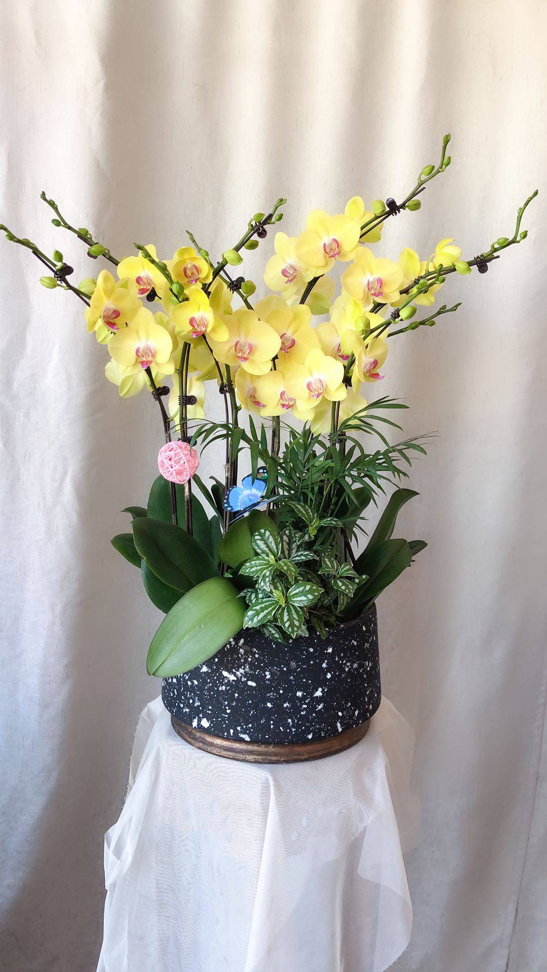 鲜花招财黄色蝴蝶兰室内盆栽花苞客厅办公桌长辈时令草本花卉