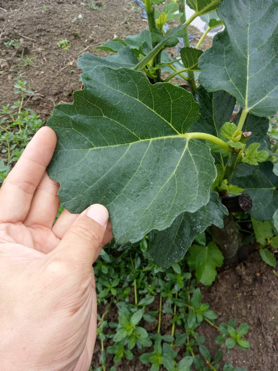 全年供应新鲜无花果叶子无花果叶500克包邮,有效去除各类皮肤问