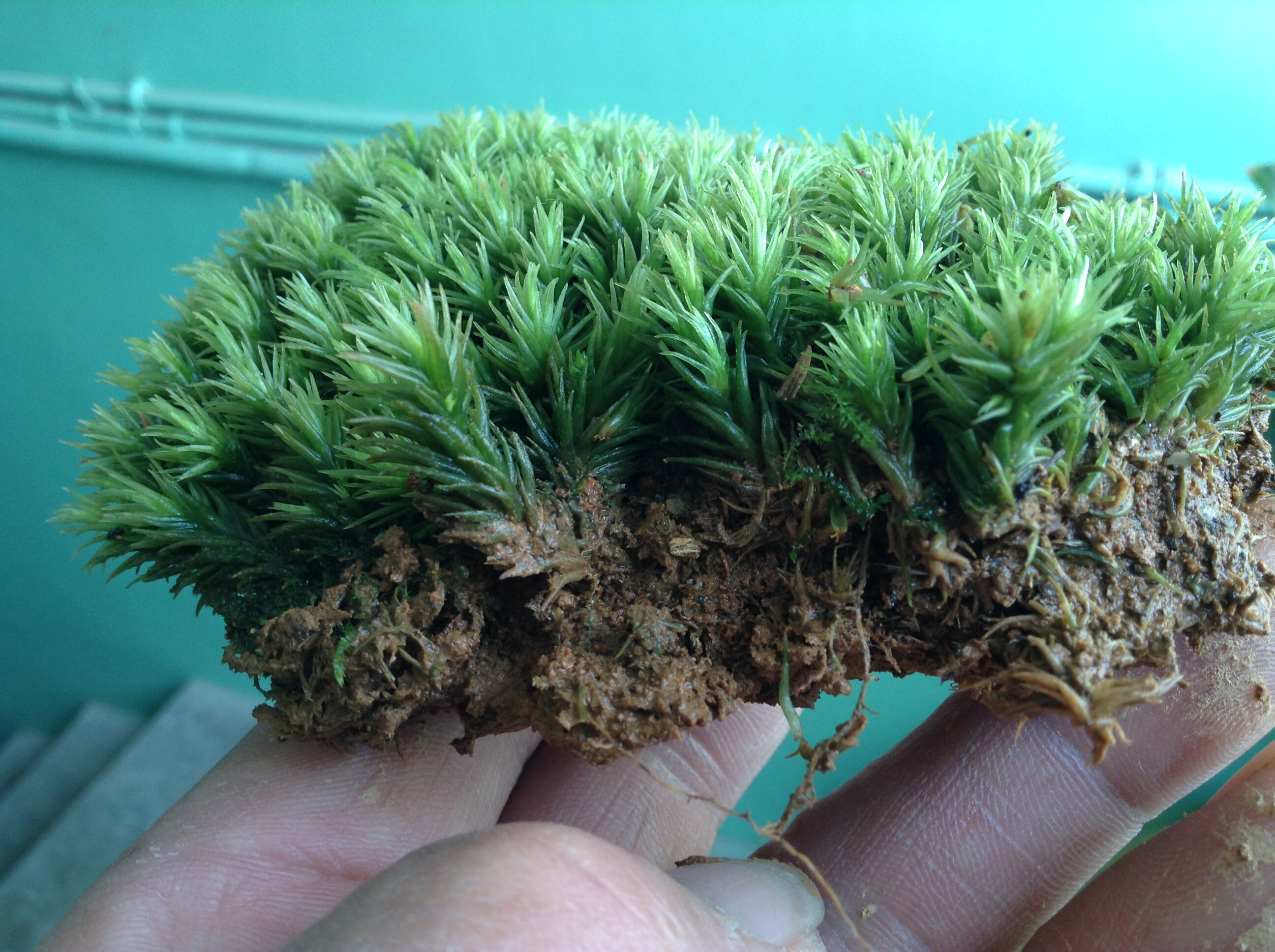 青苔鲜活植物铺盆面草diy微景观台藓瓶庭院其它园艺用品