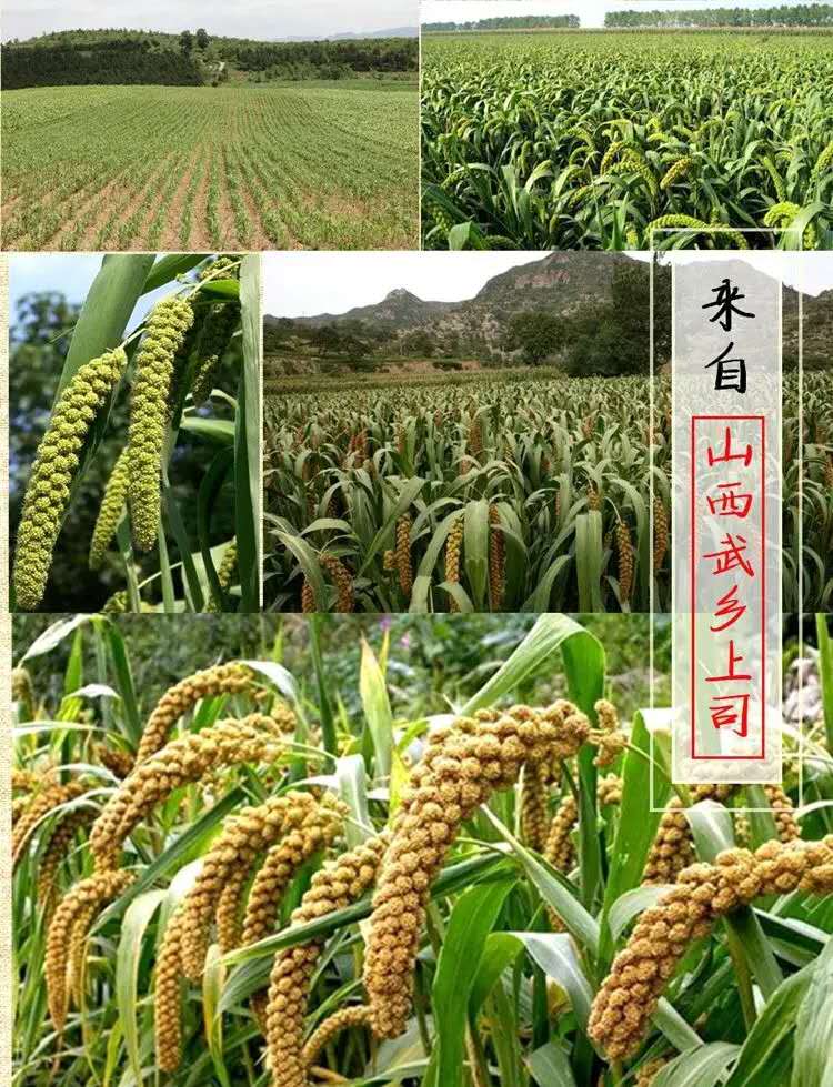 小米山西2021羊肥五斤武乡沁州黄小米新小米特产小米