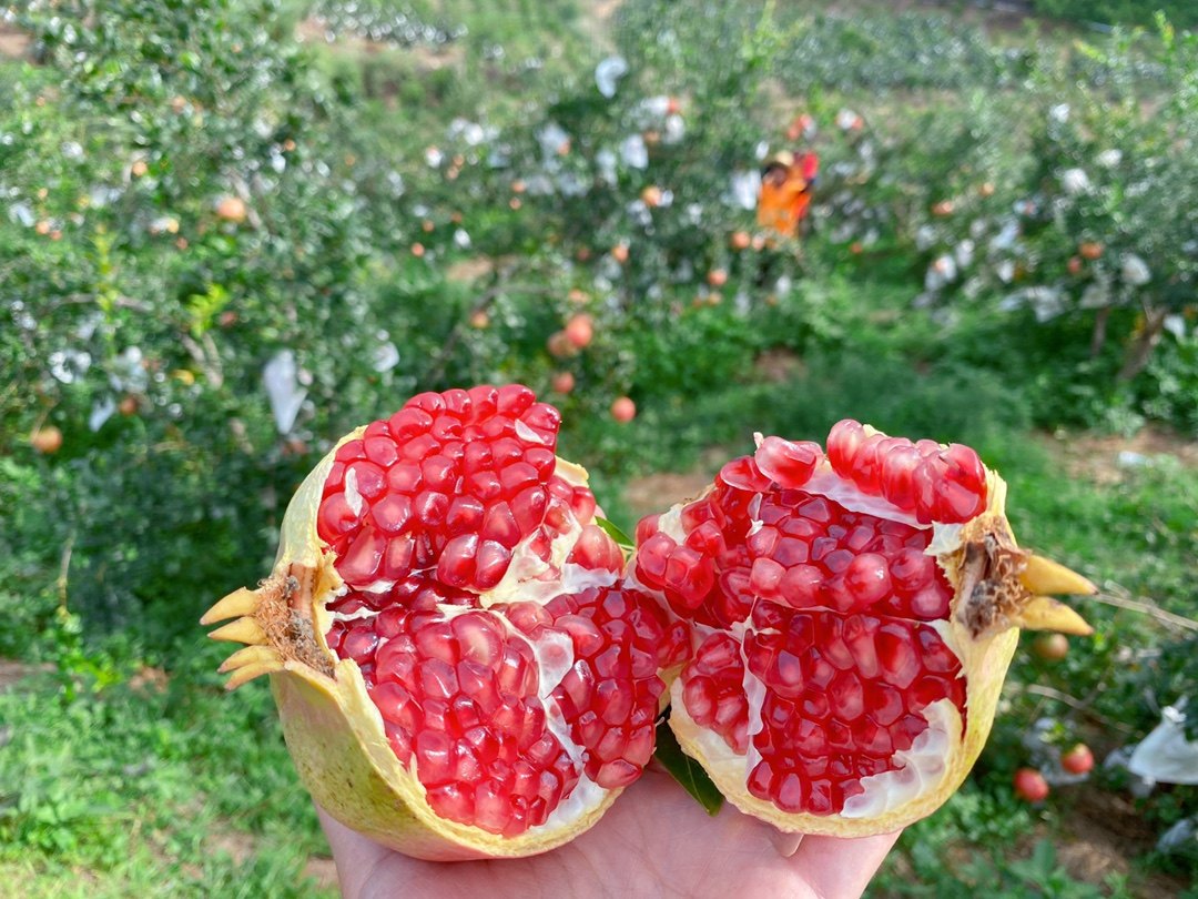 石榴软籽新鲜水果当季整箱箱包突尼斯大果无籽石榴