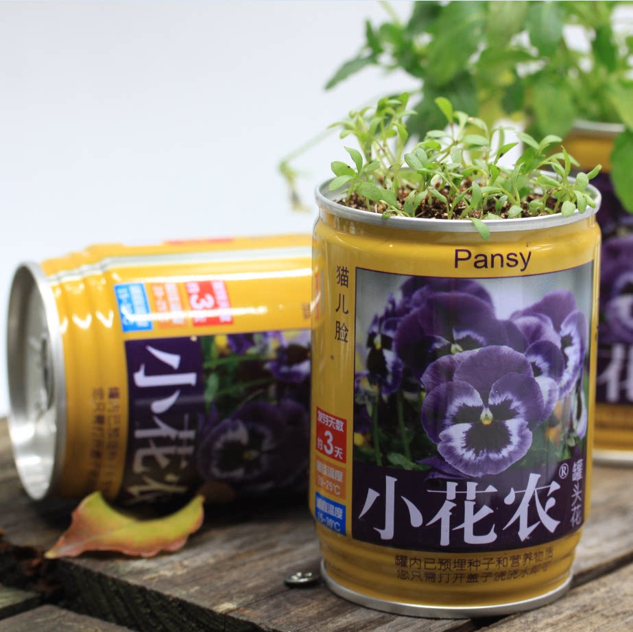 小花农罐头创意迷你花卉蔬果植物盆栽办公室diy创意迷你植物