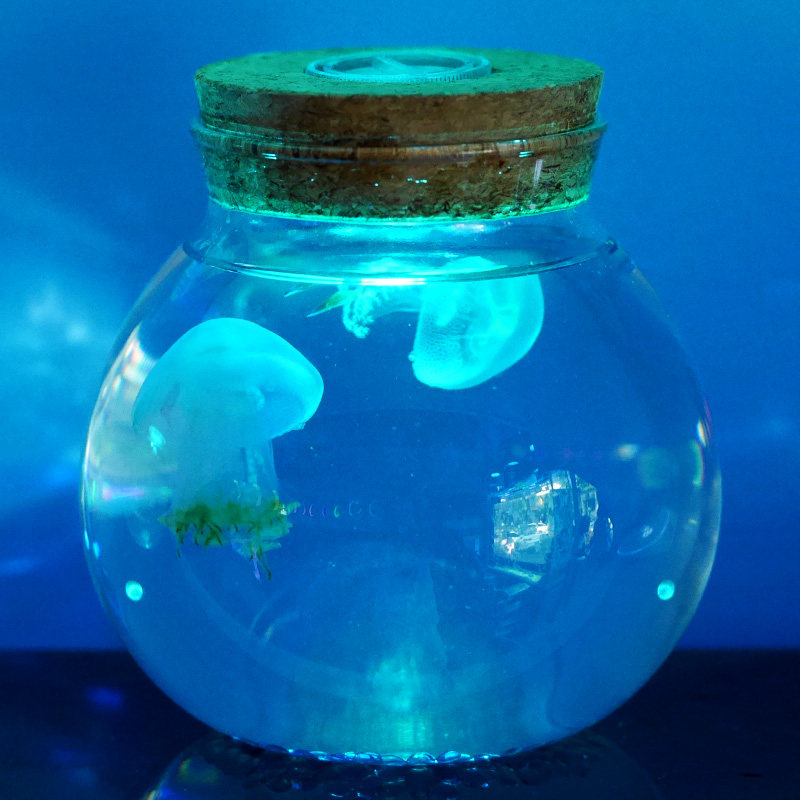 发光水母瓶迷你小水母活体观赏赤月水母情人节生日礼物梦幻小宠物
