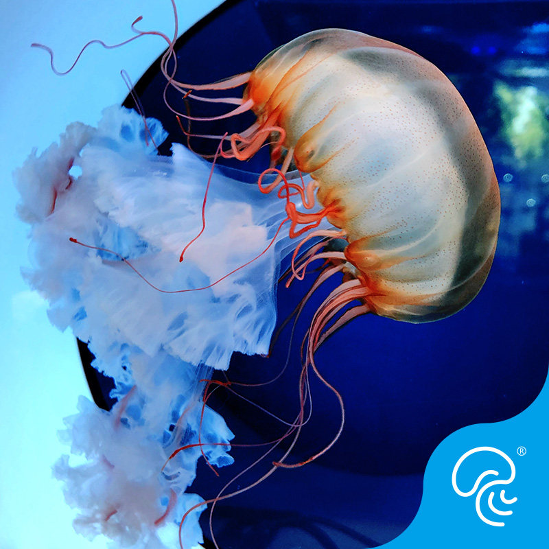 水母太平洋海黄金咖啡海活体中大型海水观赏鱼人工繁殖其它水族宠物
