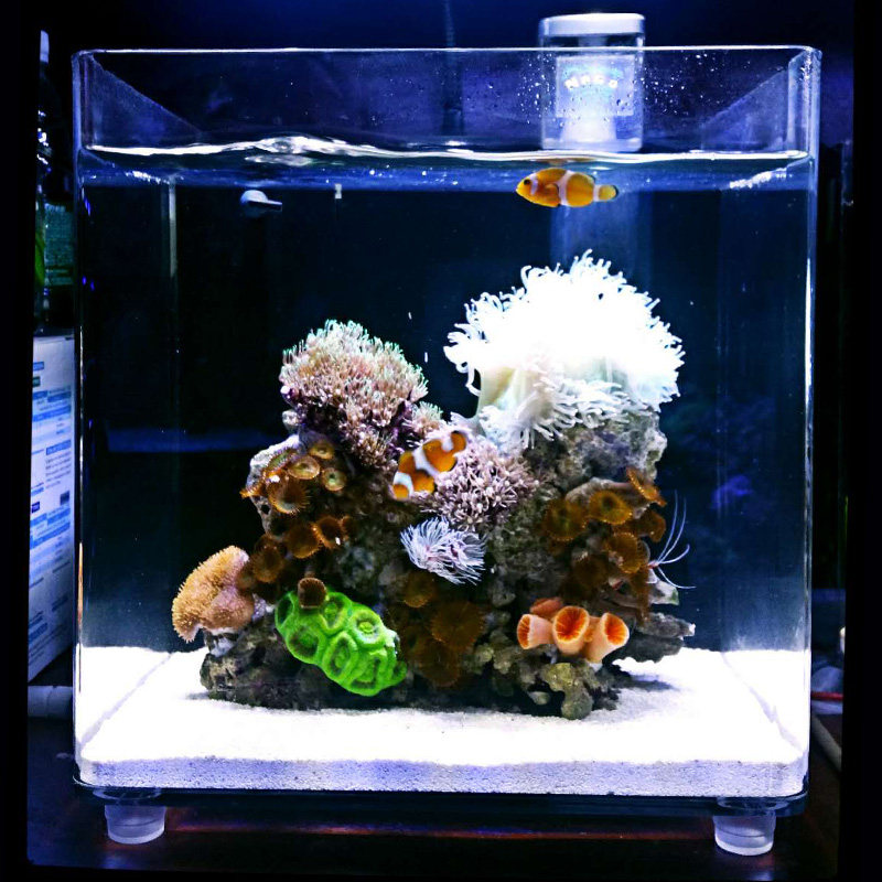 海水小丑小丑鱼鱼缸玛科macro珊瑚亚克力检疫桌面桌面缸