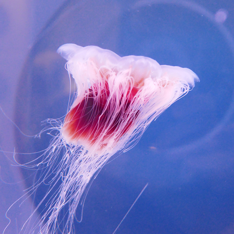 水母活体狮鬃体大透明飘逸宠物海洋馆展展展示其它水族宠物