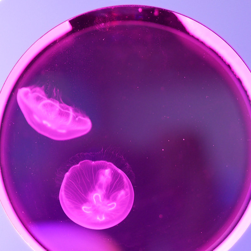 迷你小型水母缸桌面鱼缸水族箱活体海月赤月水母缸o2创意鱼缸2l