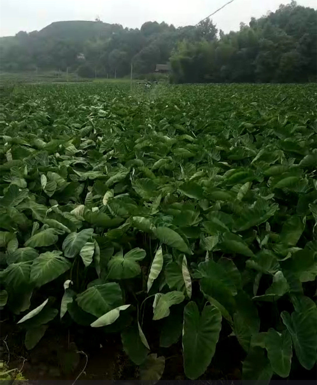 槟榔芋头头条福建特产福鼎冷冻香芋酒店火锅芋头