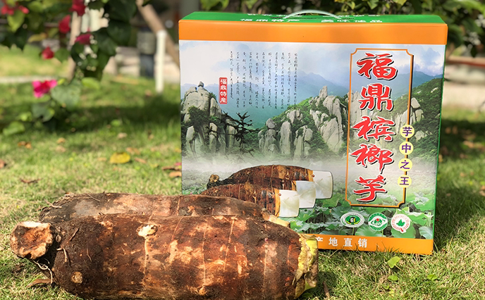 5斤2个正宗福鼎槟榔芋头福建特产新鲜大芋头芋艿香芋包邮非荔浦